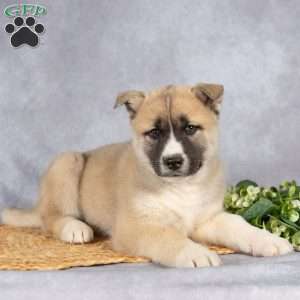 Tristan, Akita Mix Puppy